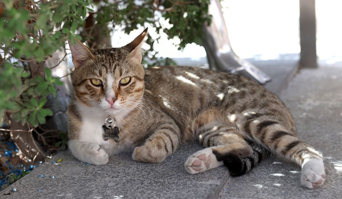 England players Adopt Dave a Stray Cat From Qatar After World Cup Exit